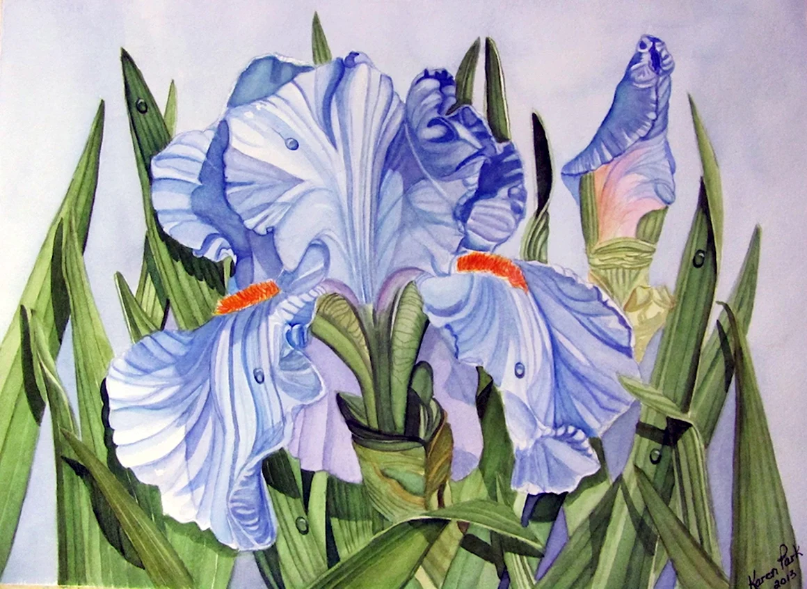 Blue Flower Watercolor Ирис