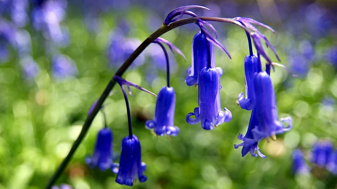 Bluebell Blue Bell
