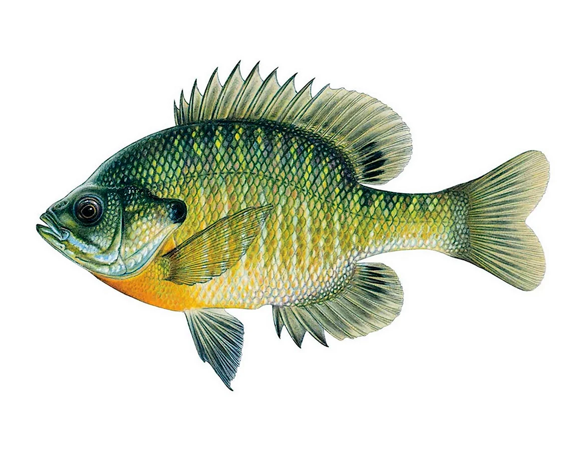 Bluegill Lepomis macrochirus