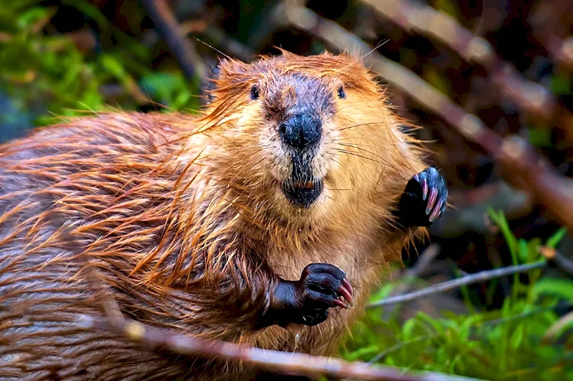 Бобёр фото животного