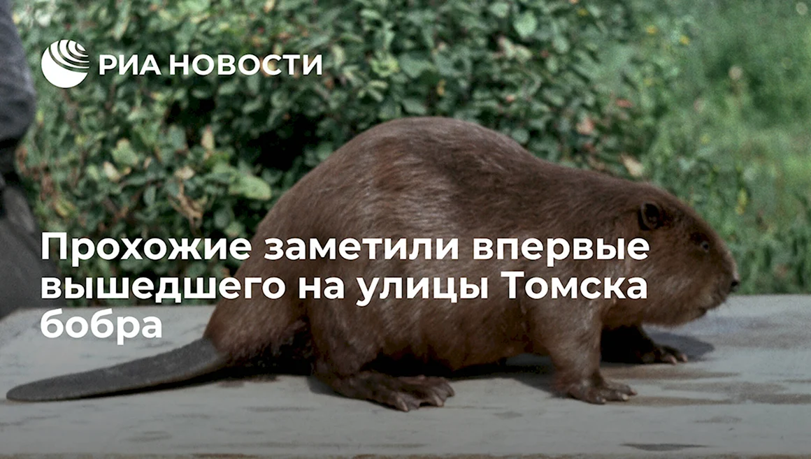 Бобр Томск
