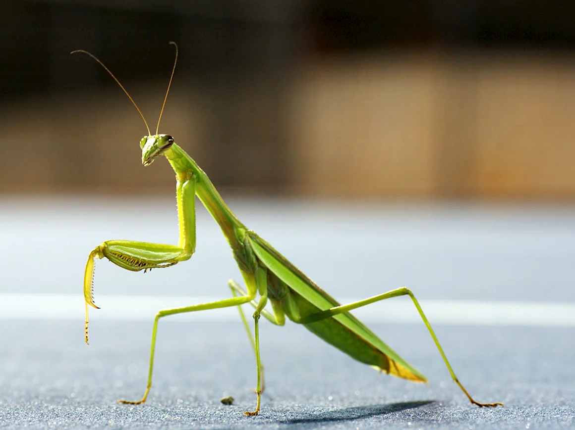 Богомол Mantis religiosa самец