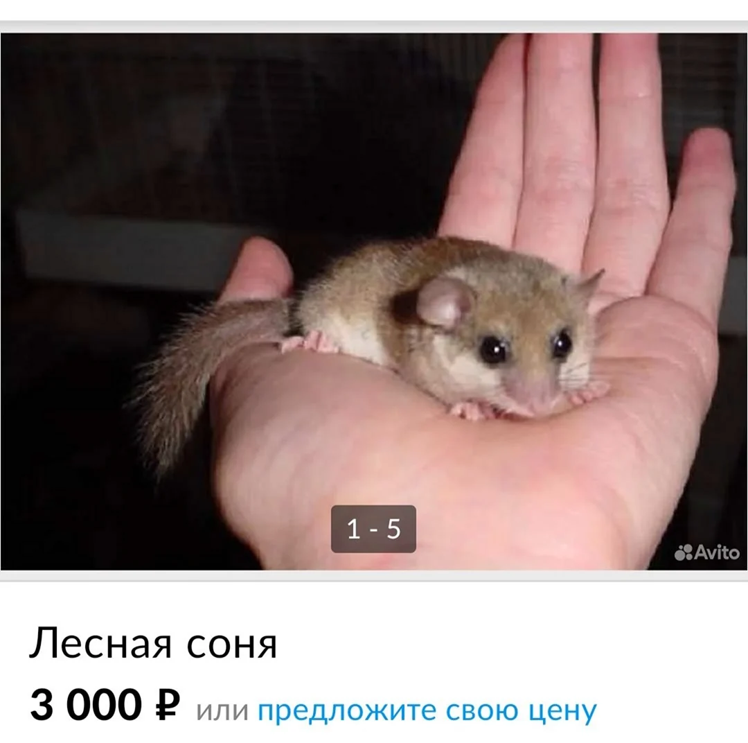 Боялычная Соня