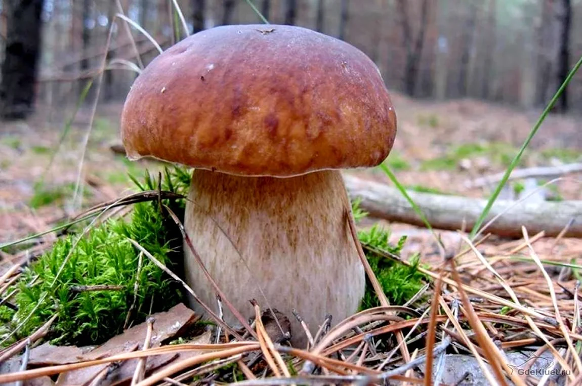 Boletus edulis – белый гриб