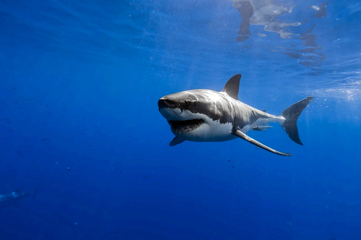 Большая белая акула Carcharodon carcharias