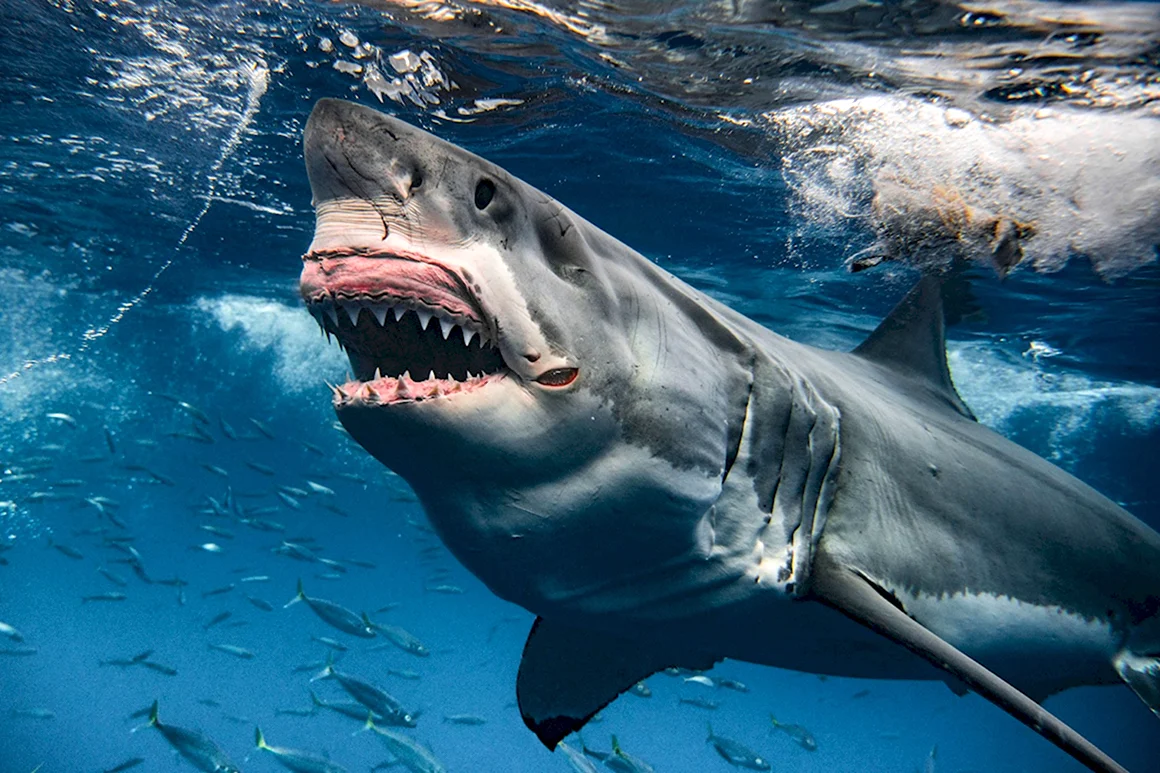 Большая белая акула great White Shark