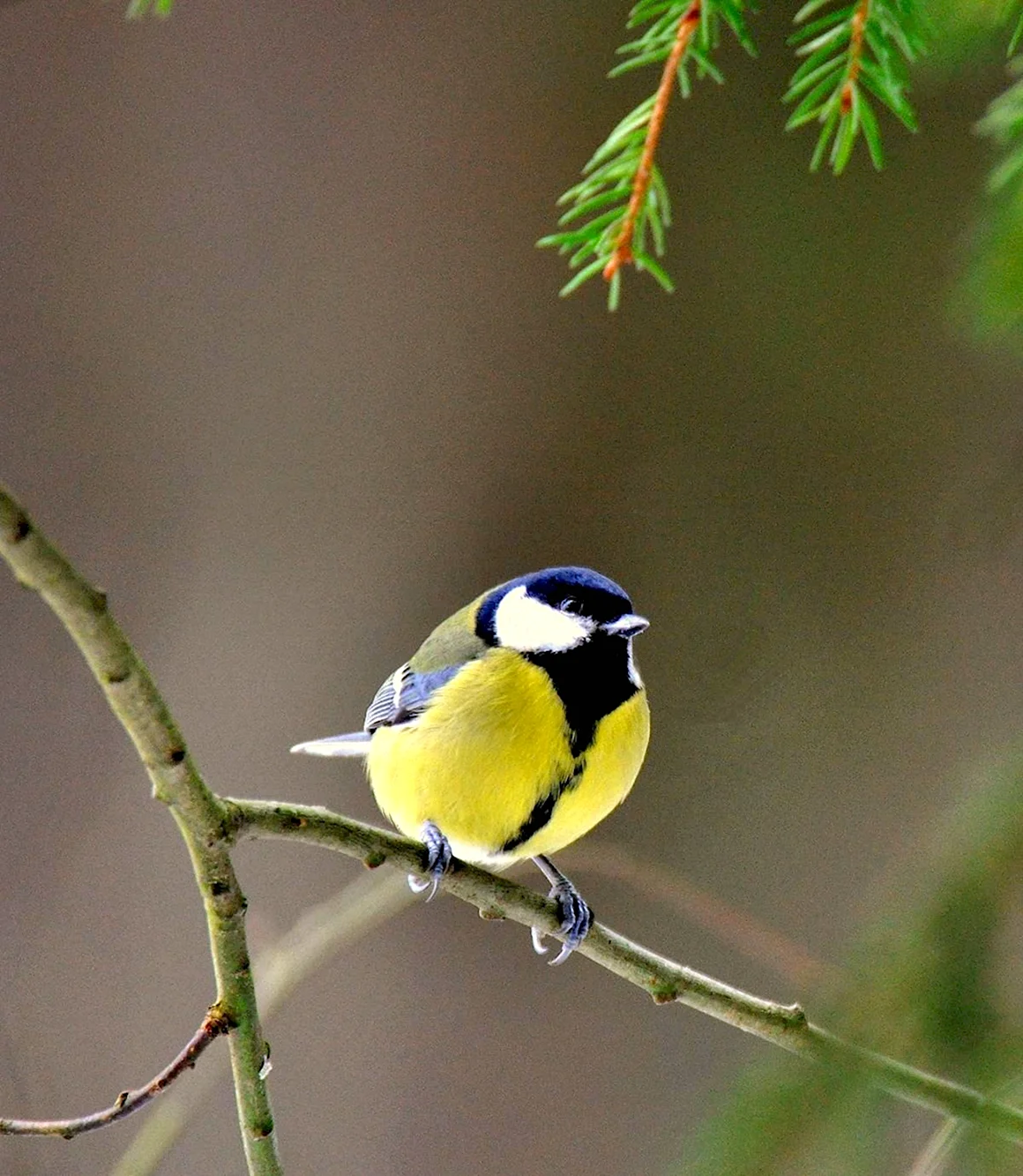 Большая синица Parus Major