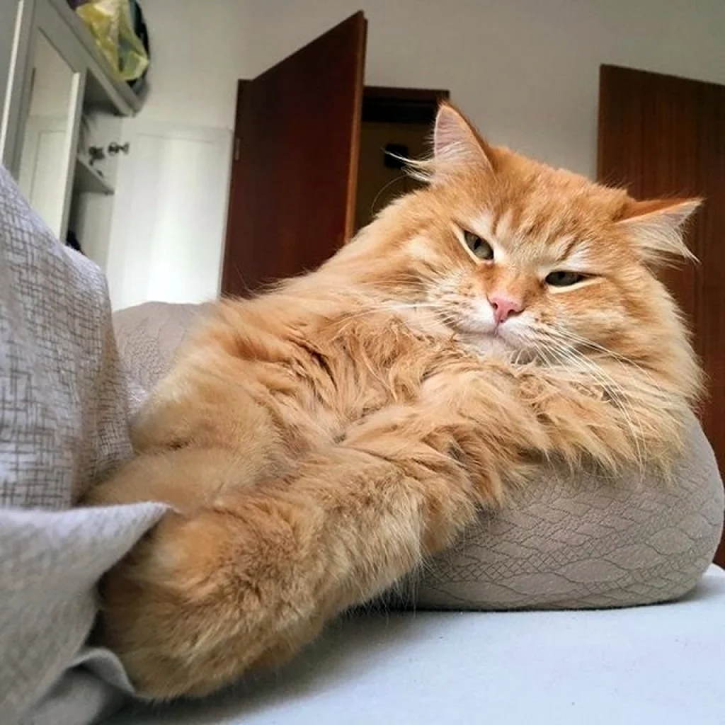 Большой рыжий кот