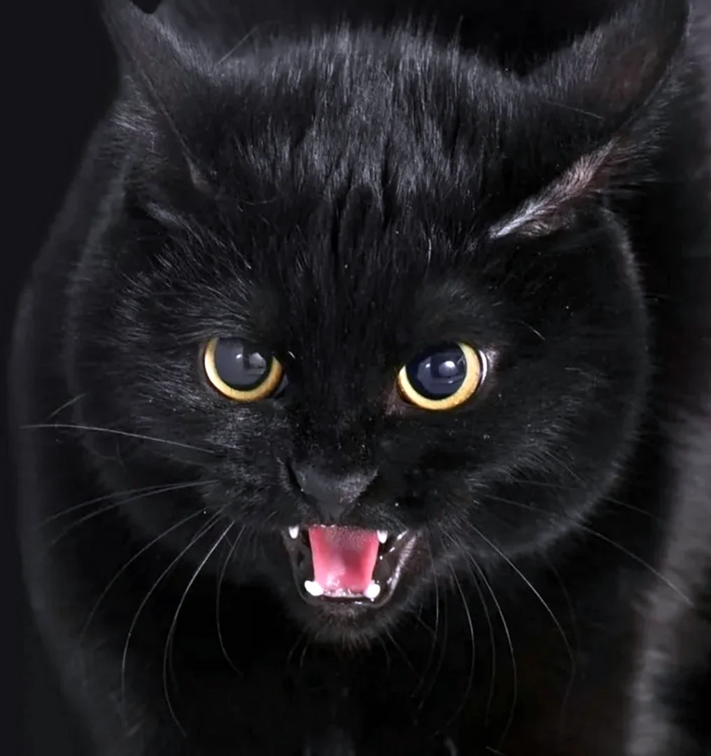 Бомбейская кошка злая