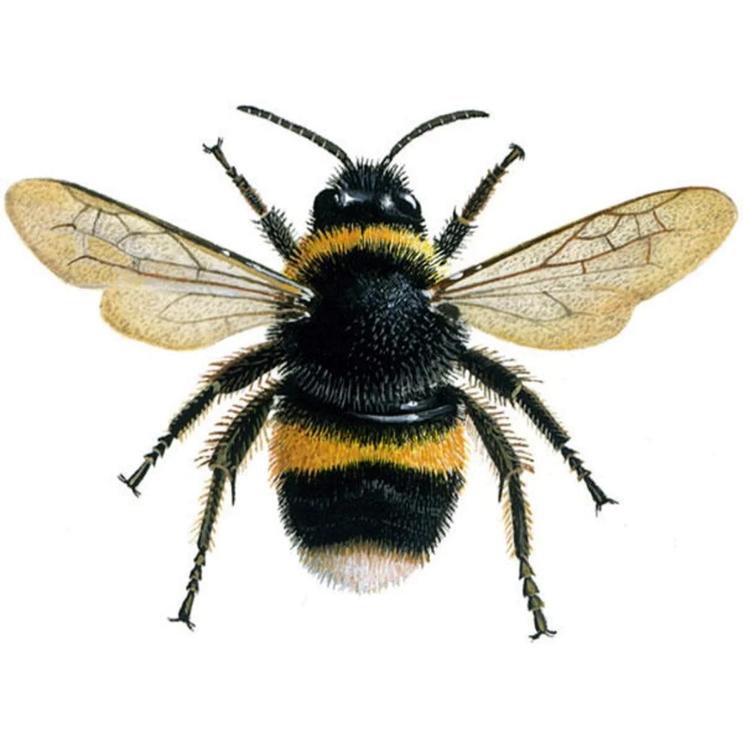 Bombus lucorum