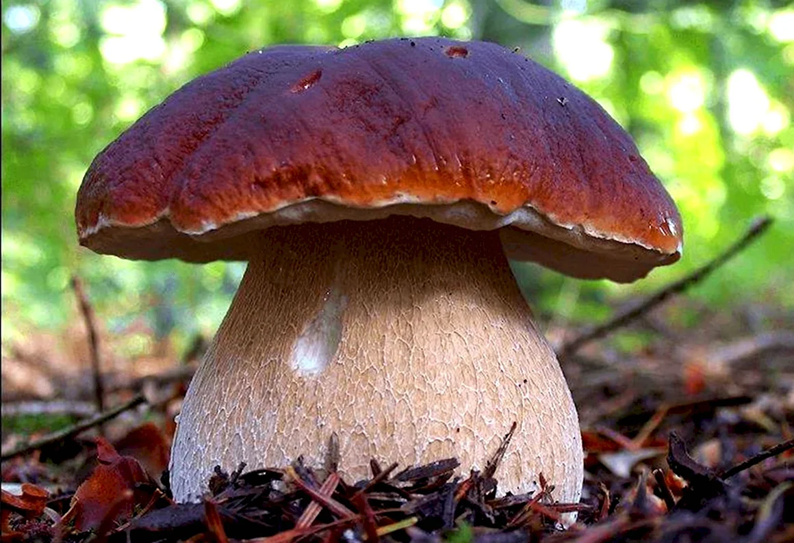 Боровик девичий Boletus appendiculatus