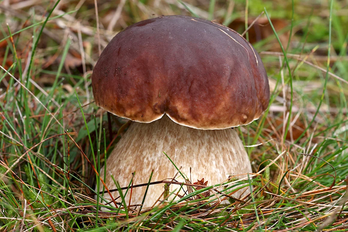 Боровик несъедобный Boletus calopus