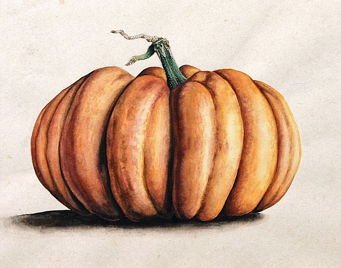 Botanical illustration тыква