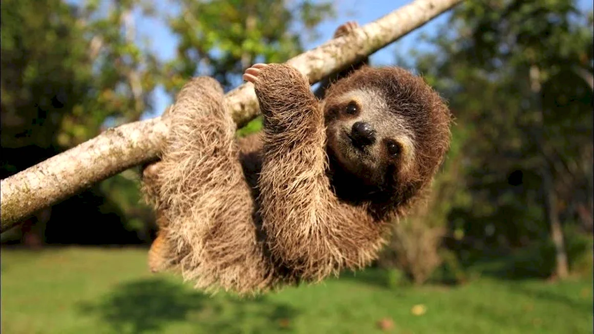 Bradypus torquatus – Ленивец ошейниковый