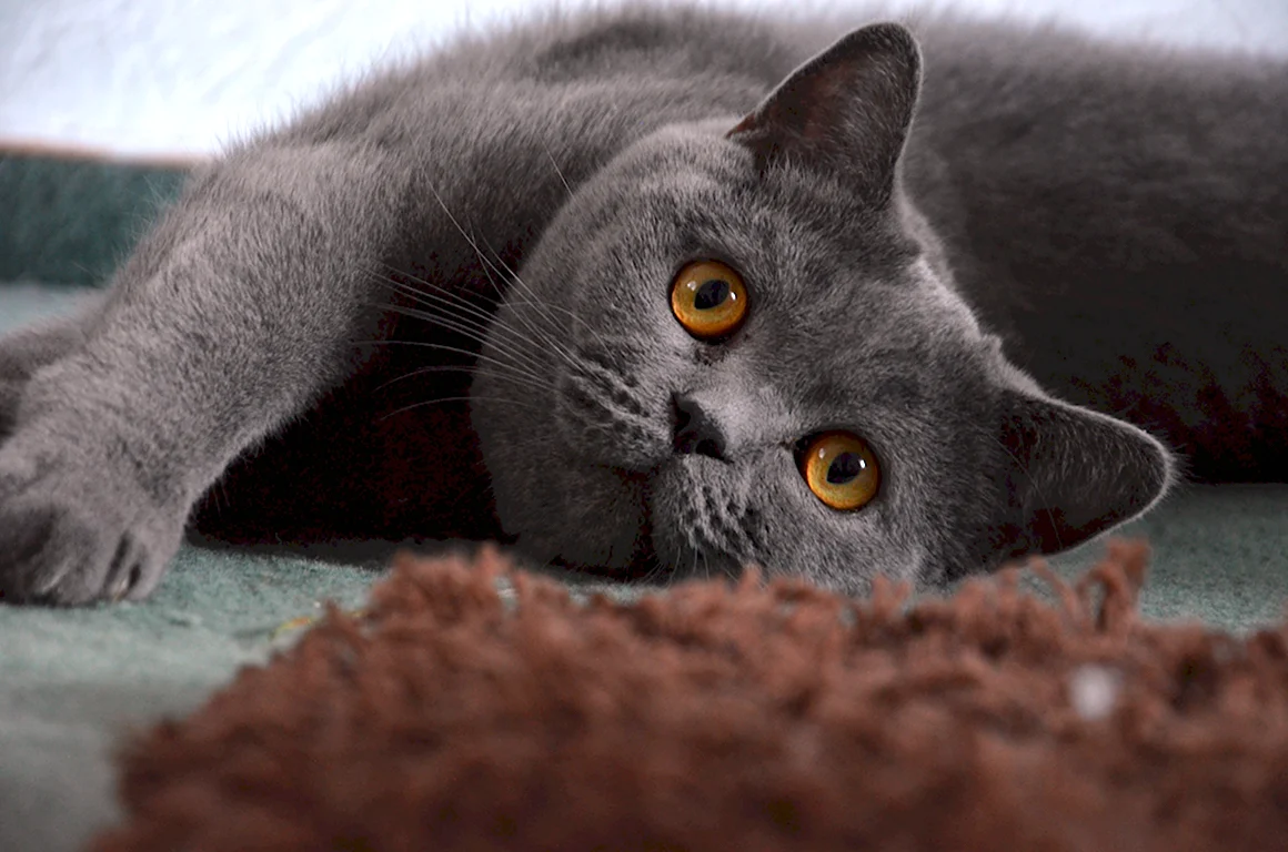 Британец кот