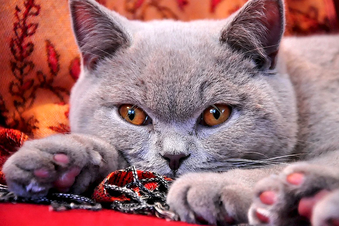 Британская короткошёрстная кошка