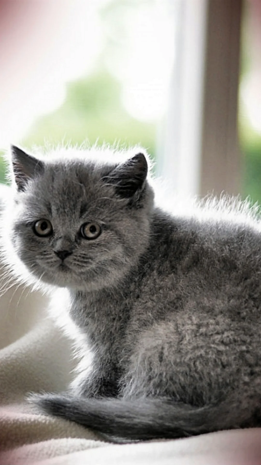 Британская короткошёрстная кошка котята