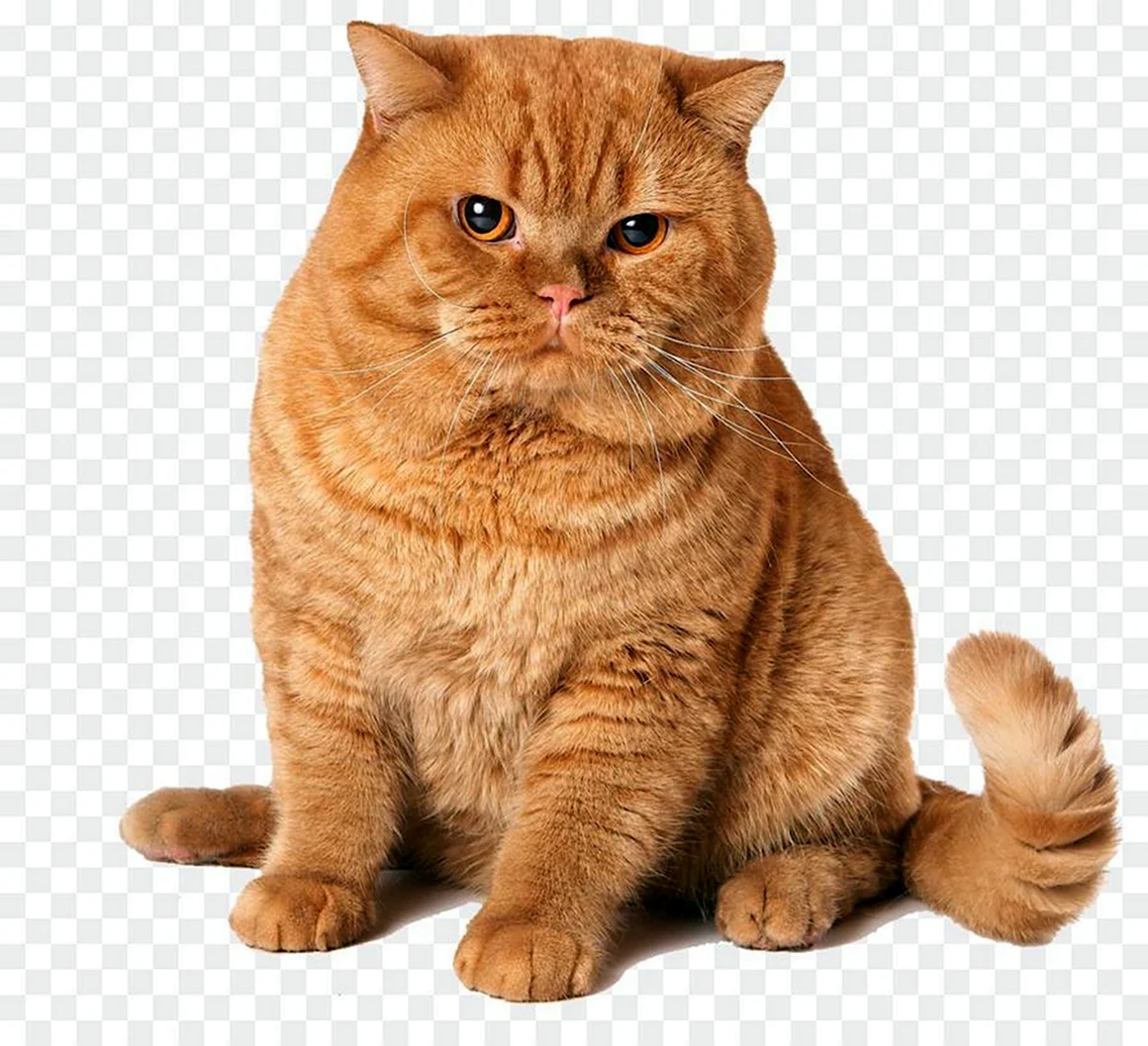 Британская короткошёрстная кошка красный окрас