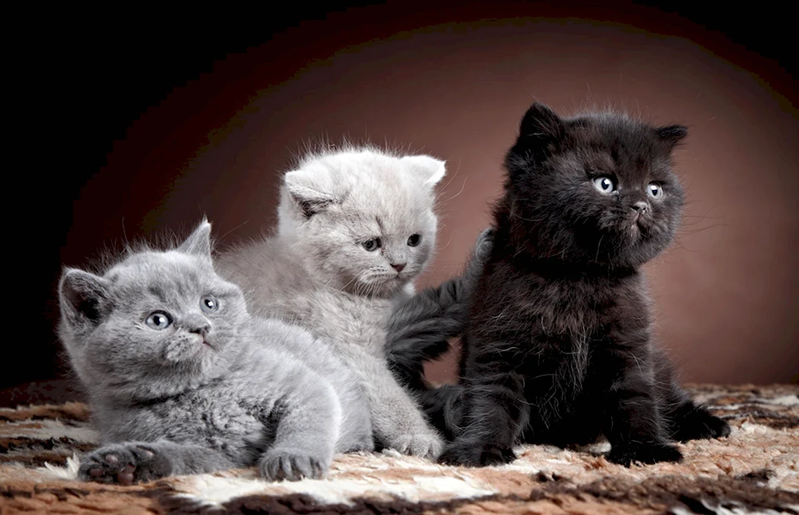 Британская кошка котенок