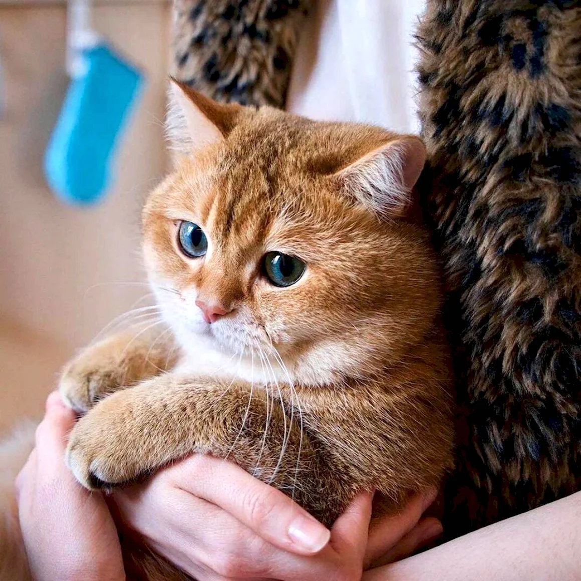 Британская шиншилла Хосико