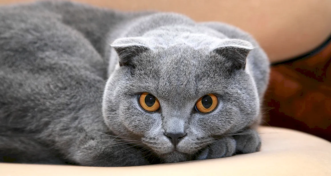 Британская вислоухая кошка серая