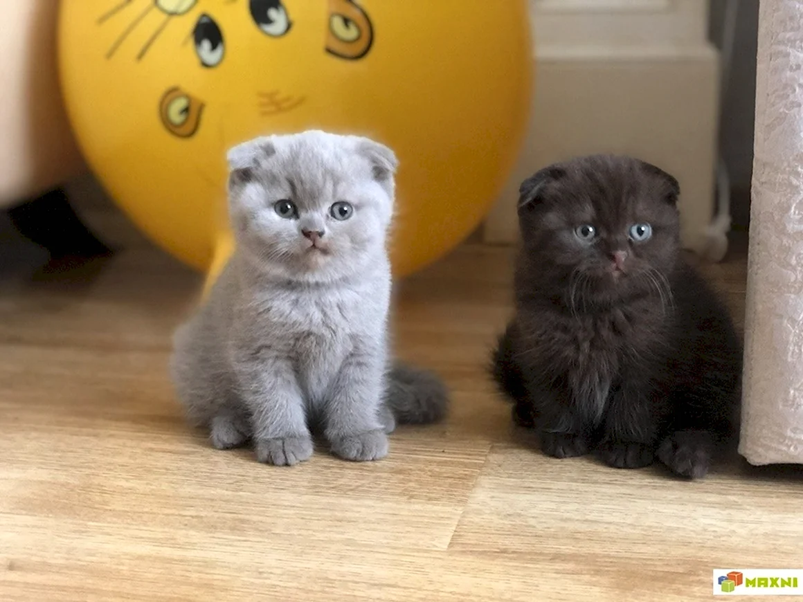 Британские вислоухие котята