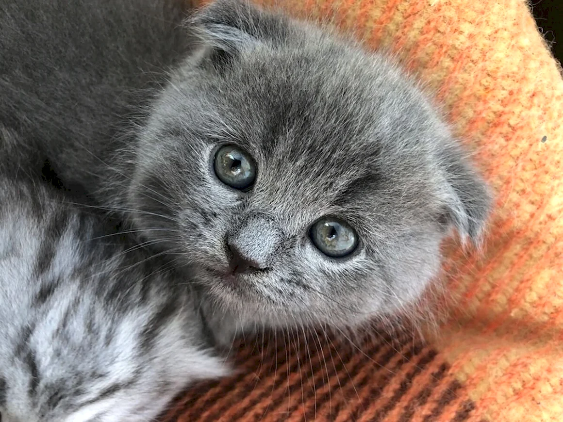 Британские вислоухие котята