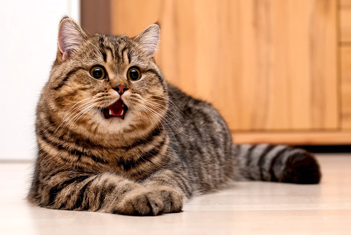 Британский короткошерстный кот полосатый
