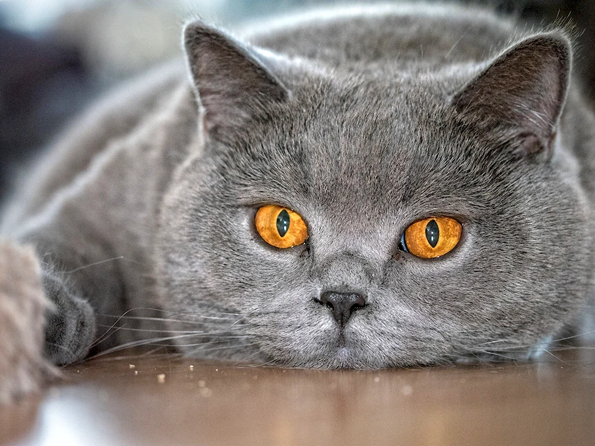 Британский короткошерстный кот серый