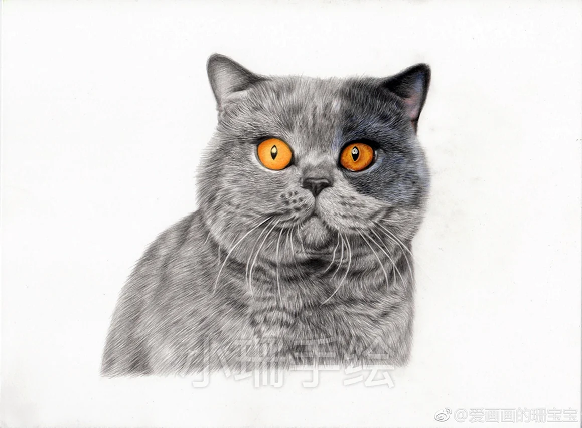 Британский кот карандашами