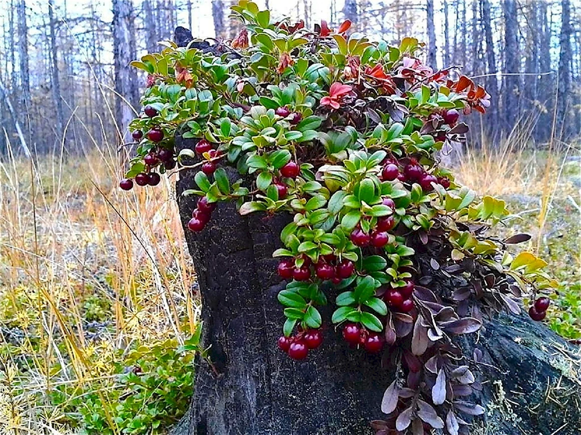 Брусника куст с ягодами
