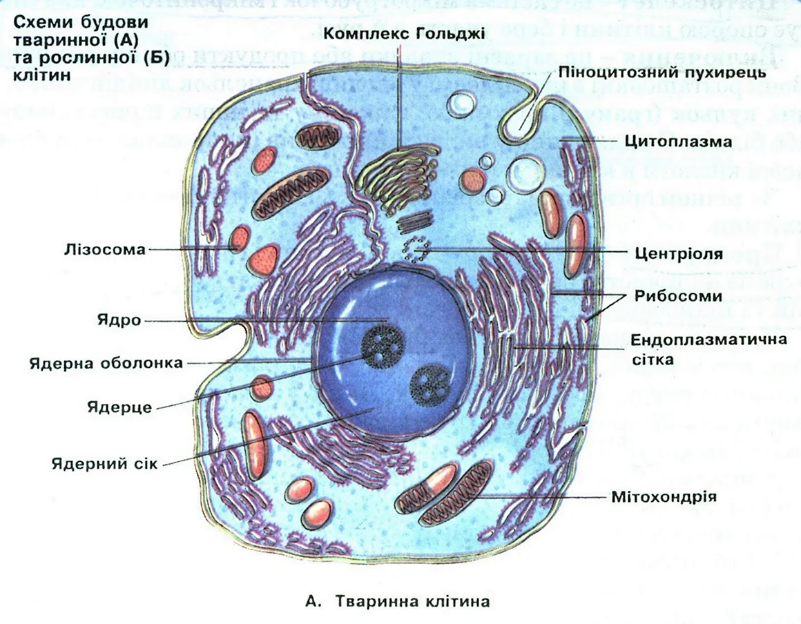 Будова клітини тварини