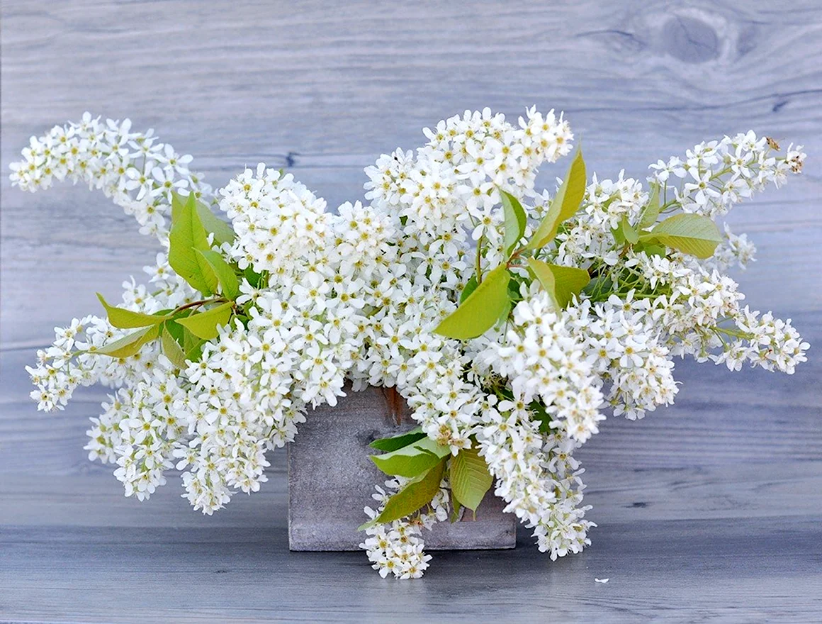 Букет белая сирень