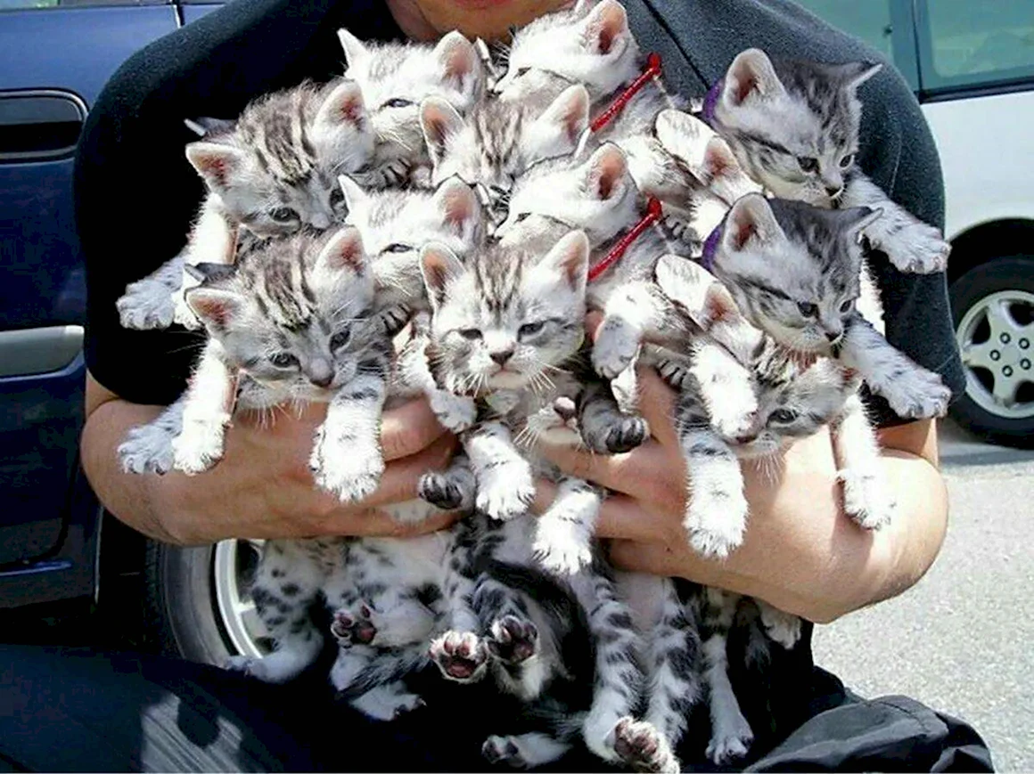 Букет из котят