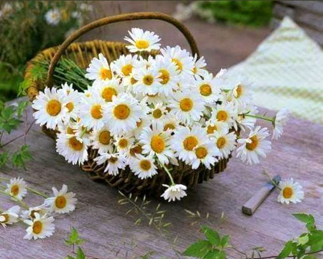 Букет ромашек