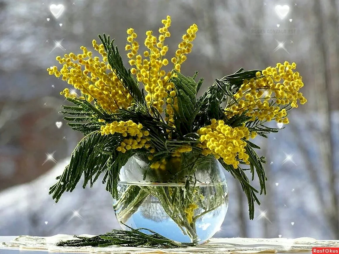 Букетик мимозы