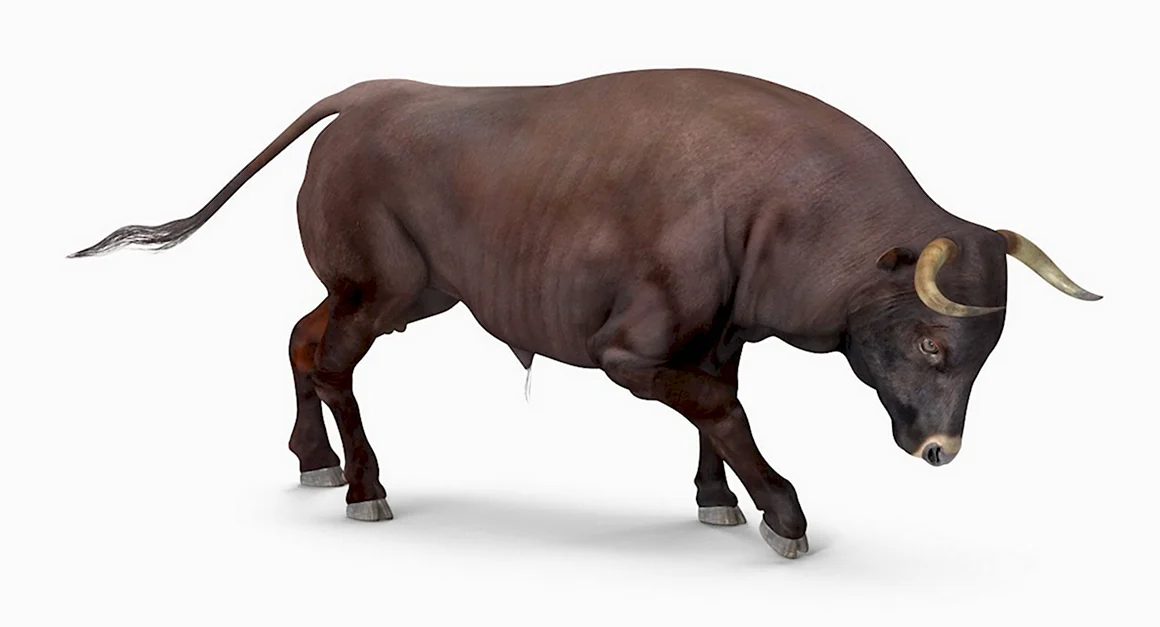 Bull Daz 3d