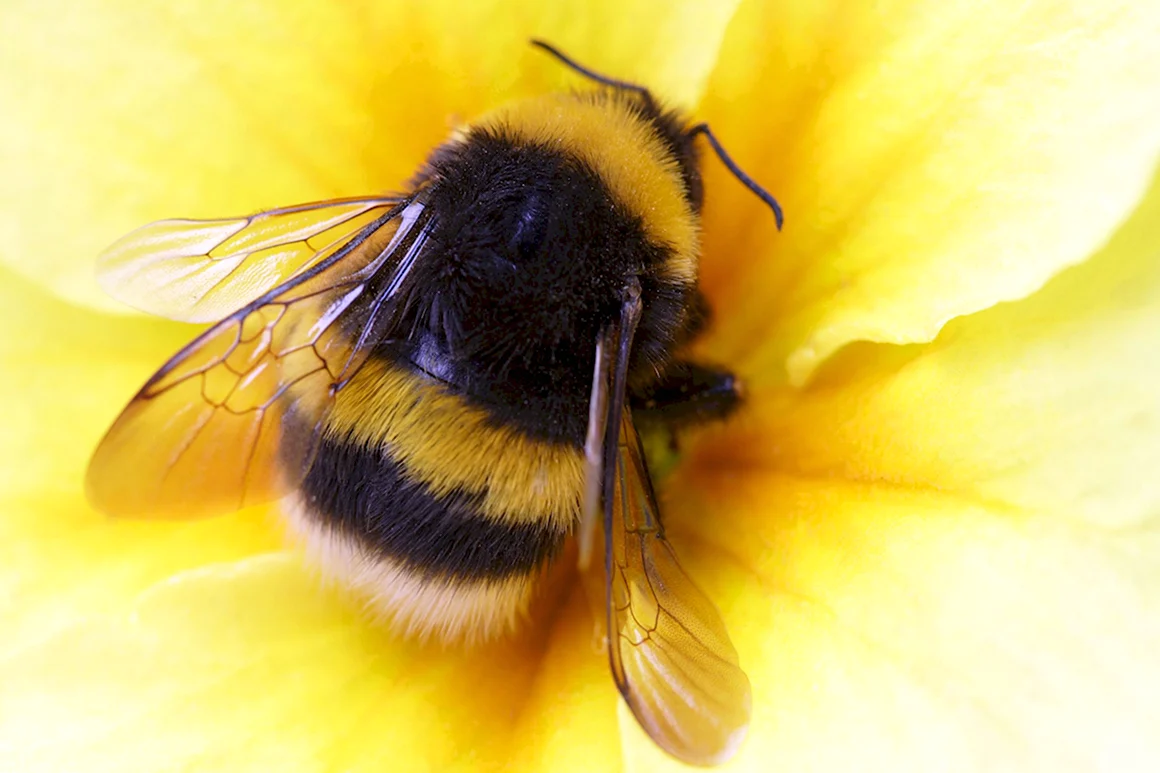 Bumblebee Шмель