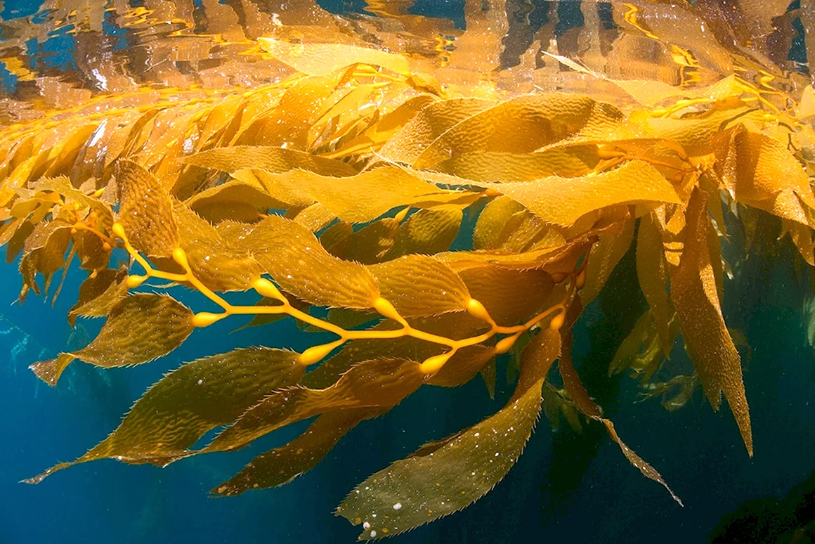 Бурая водоросль Macrocystis pyrifera
