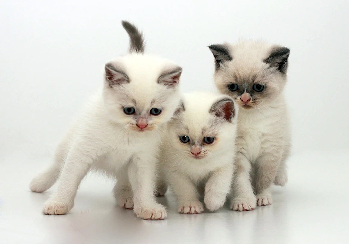 Бурмилла котята котята