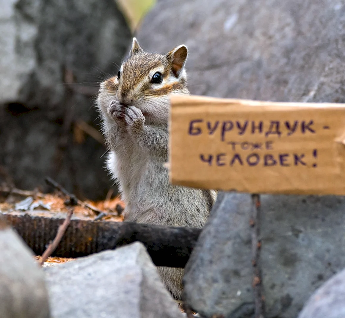 Бурундук прикол