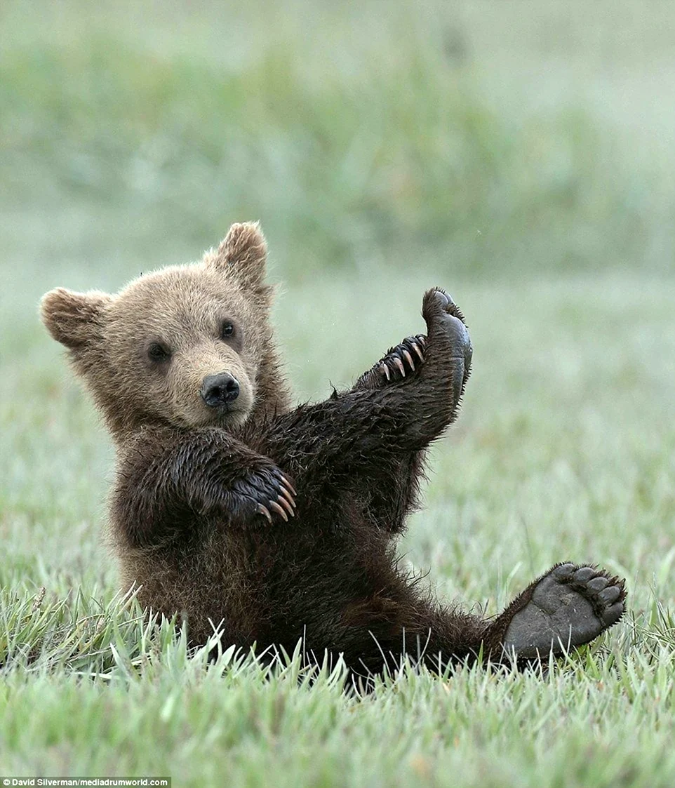Бурый медведь косолапый