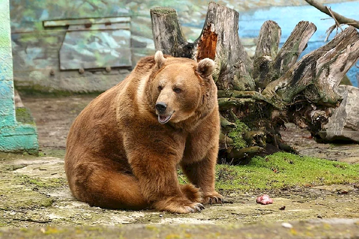 Бурый медведь в Московском зоопарке