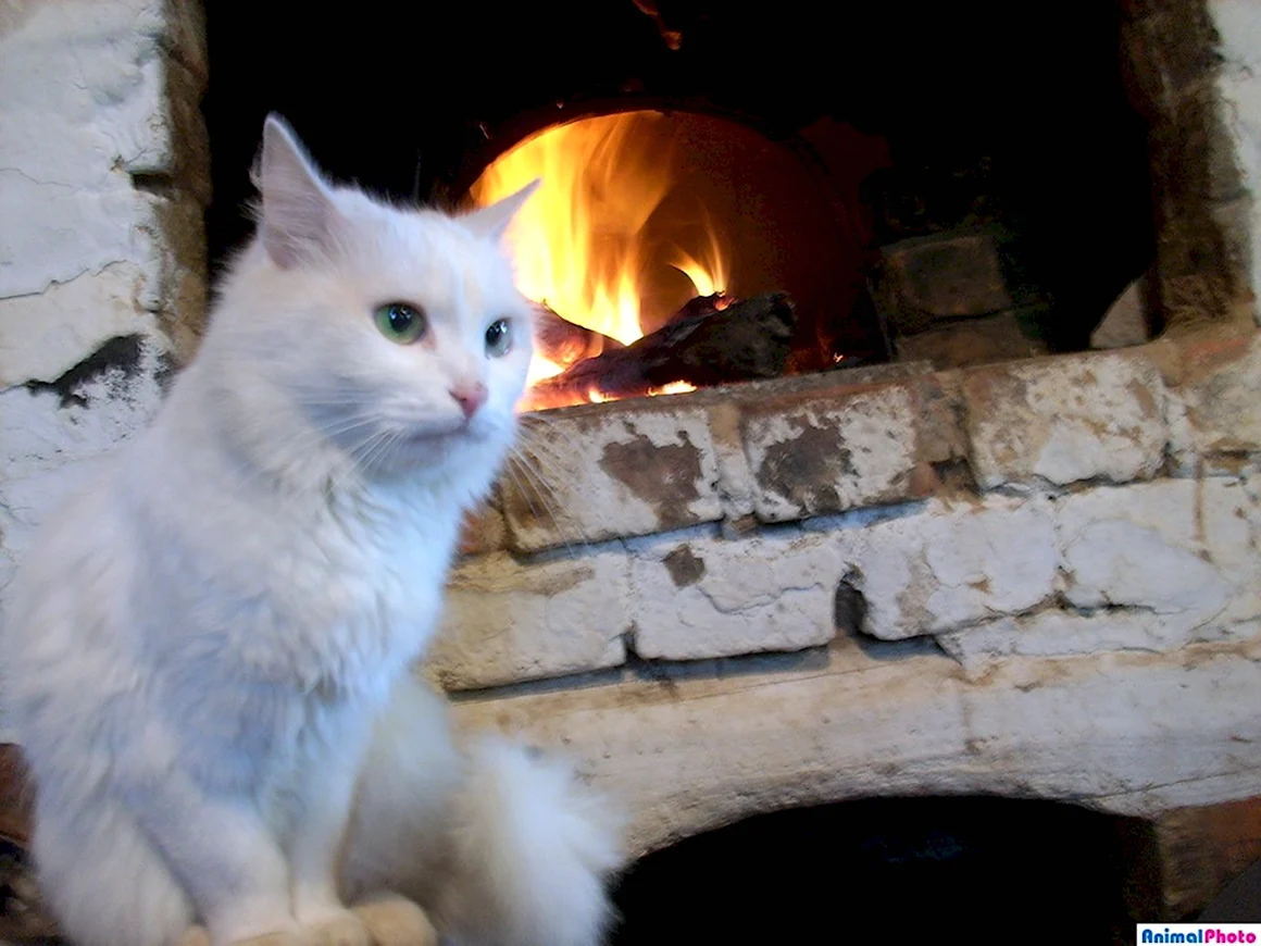 Буржуйка кошка