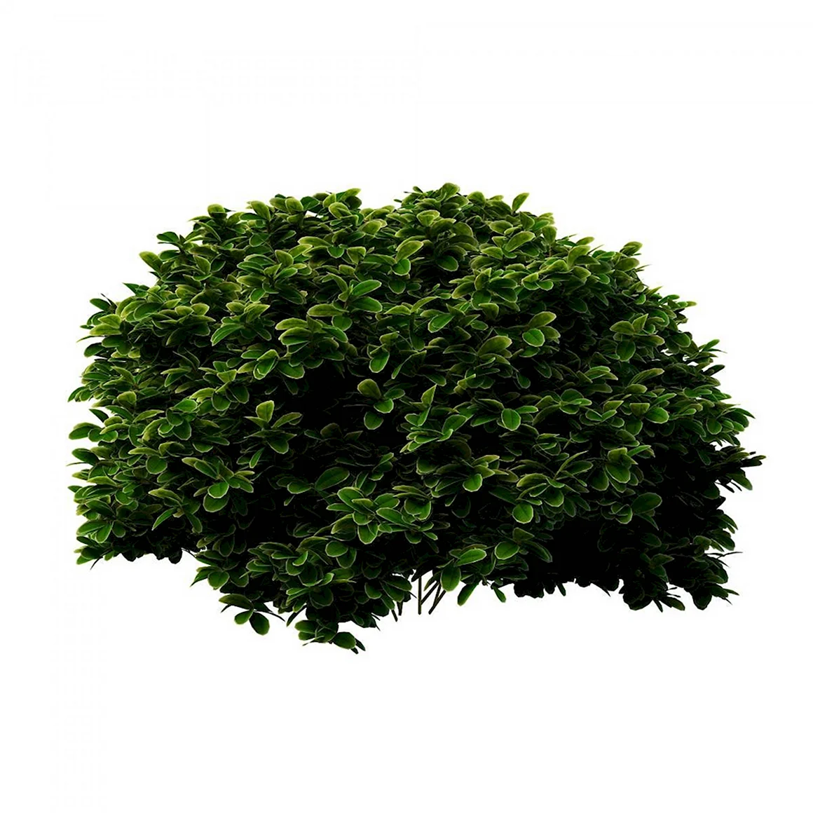 Bush куст