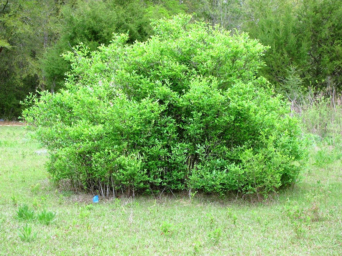 Буш кустарник