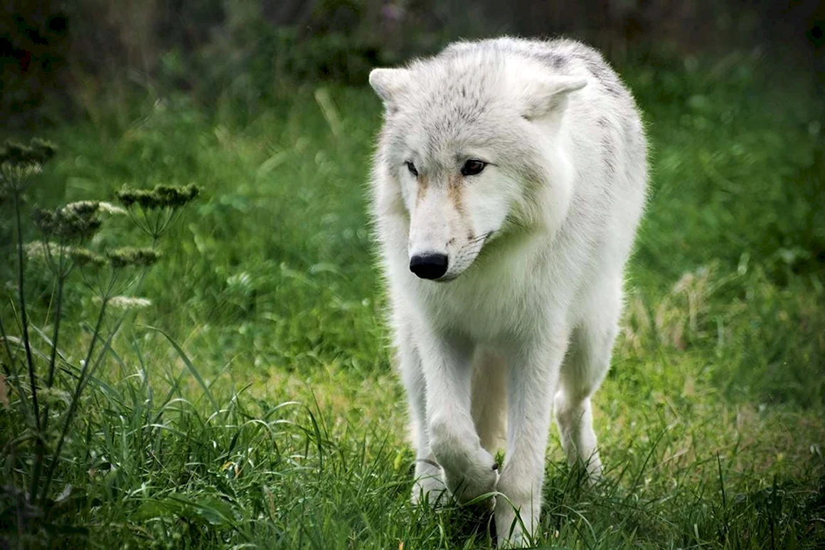 Canis Lupus arctos