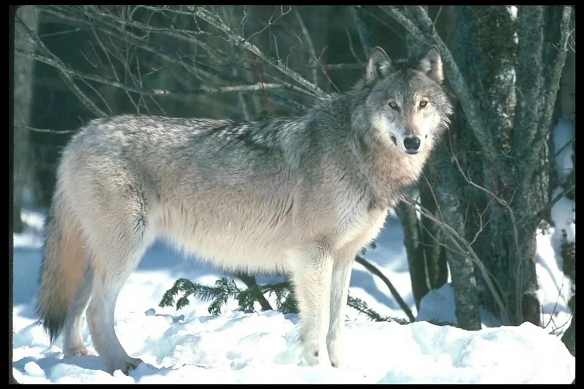 Canis Lupus Linnaeus