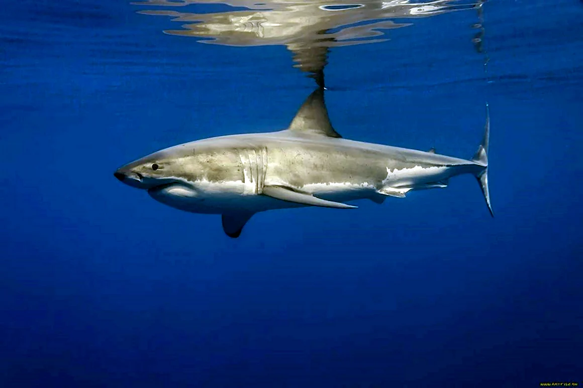 Carcharodon carcharias
