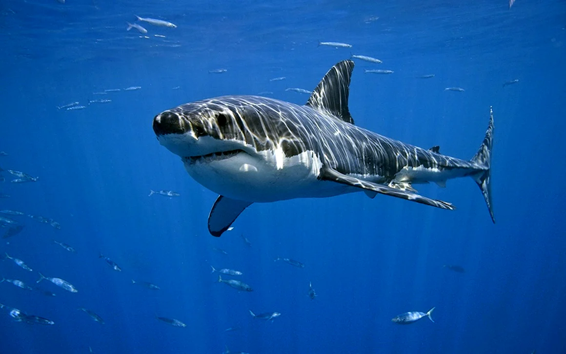 Carcharodon carcharias